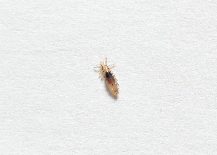 vcv (3)